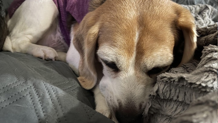 Dog Sleeping on Couch